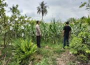 Keajaiban Pertanian Lombok: Sentuhan Polisi Bikin Petani Semangat!