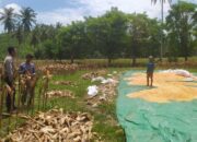 Bhabinkamtibmas Hadir di Ladang Jagung, Petani Merasa Didukung