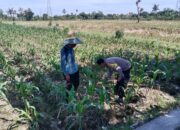 Polisi Hadir di Ladang: Perkuat Kamtibmas dan Daya Tani Desa