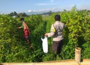 Polsek Kuripan Aktif Sosialisasikan Pemanfaatan Lahan Produktif