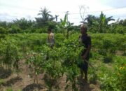 Ketahanan Pangan Keluarga: Upaya Nyata dari Desa Jagaraga