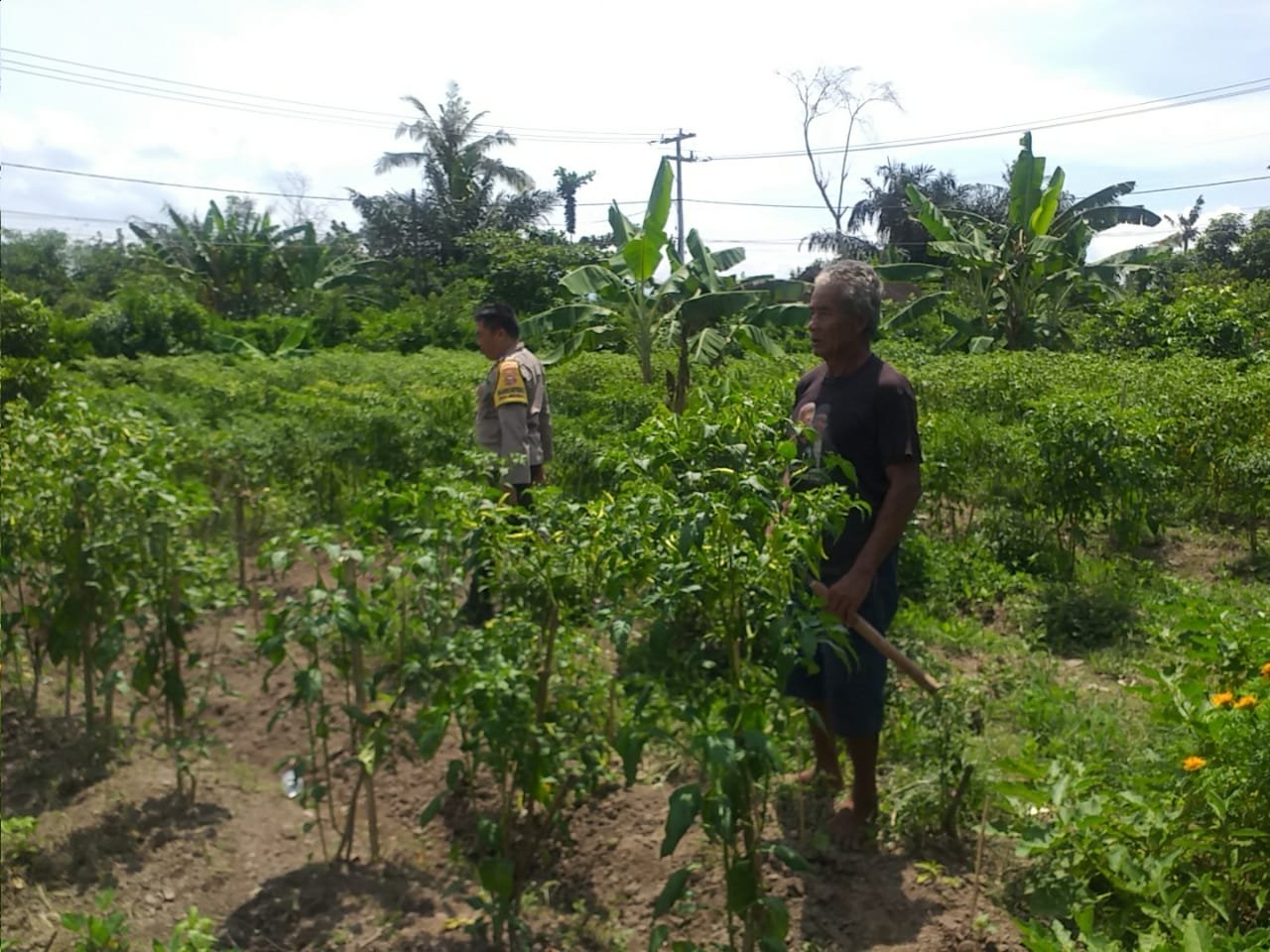 Ketahanan Pangan Keluarga: Upaya Nyata dari Desa Jagaraga