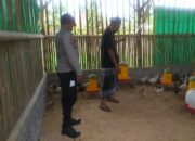 Inisiatif Ayam Mandiri di Kuripan Lombok Barat Jadi Inspirasi