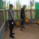Menggerakkan Ketahanan Pangan, Bhabinkamtibmas Jagaraga Kunjungi Peternak Ayam Mandiri