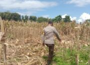 Ketahanan Pangan Nasional, Bhabinkamtibmas Polsek Soromandi Bantu Proses Panen Jagung Warga