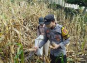 Dukung Penuh Program Prioritas Presiden RI, Bhabinkamtibmas Polsek Donggo Aktif Bantu Proses Pemanenan Jagung Warga Binaan