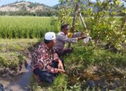 Bhabinkamtibmas Gerung Dorong Produktivitas Jambu Kristal