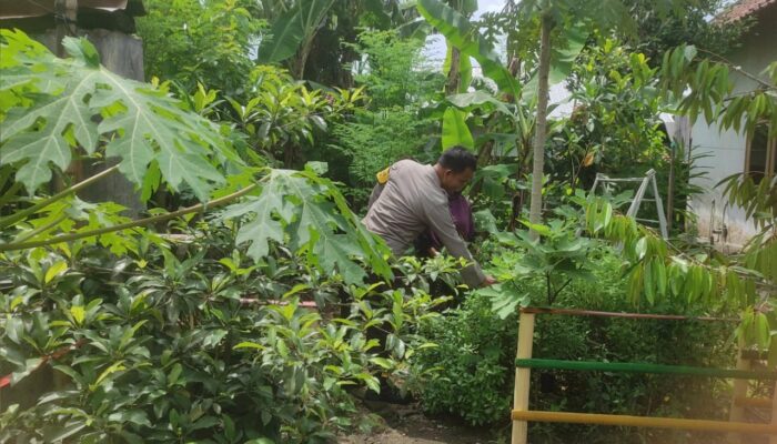 Inovasi Ketahanan Pangan di Suka Makmur: Kolaborasi Warga dan Bhabinkamtibmas