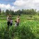 Bhabinkamtibmas Mareje Dukung Petani Jagung di Lembar