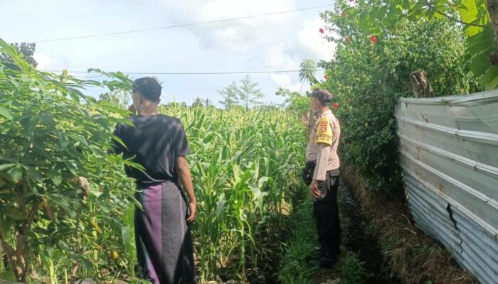 Jagung Bonanza dan Peran Polri dalam Ketahanan Pangan