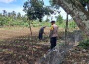 Ketahanan Pangan Dimulai dari Pekarangan: Inisiatif di Lombok Barat