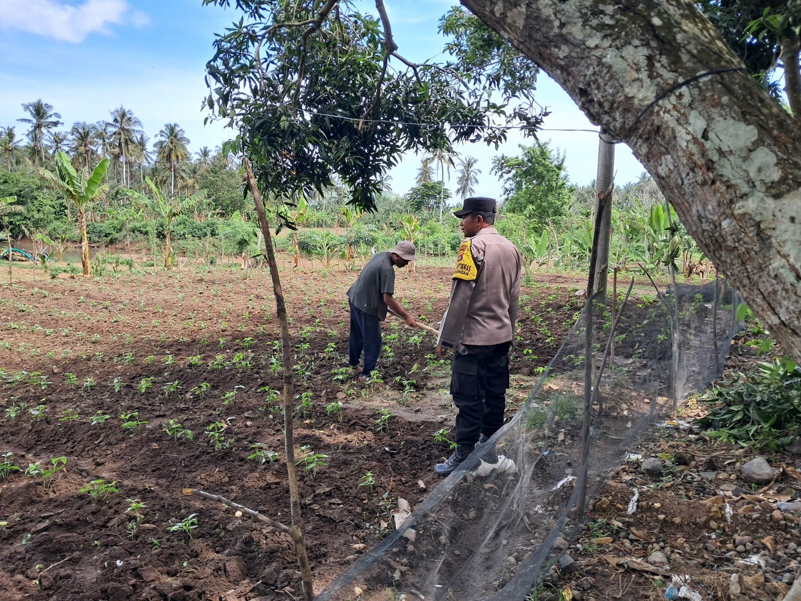 DDS Polsek Sekotong Dorong Pemanfaatan Lahan Pertanian Warga