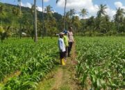 Dari Sekotong untuk Indonesia: Budidaya Jagung Perkuat Pangan