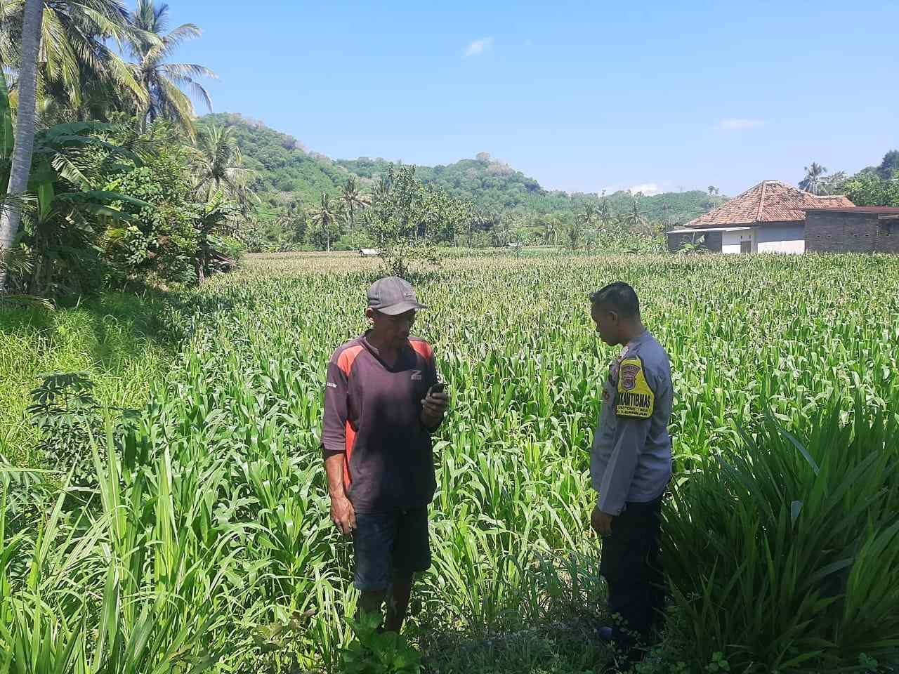 Dukung Swasembada, Polri Sapa Petani Jagung Sekotong Timur