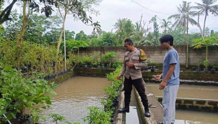 Lahan Kosong Jadi Kebun Sayur: Inovasi Ketahanan Pangan Kuripan