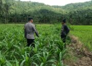 Kunjungan DDS: Ketahanan Pangan dan Kamtibmas Jadi Fokus Polisi Sekotong