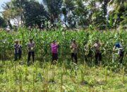 Dukung Ketahanan Pangan, Polri Hadir dalam Panen Raya Jagung NTB