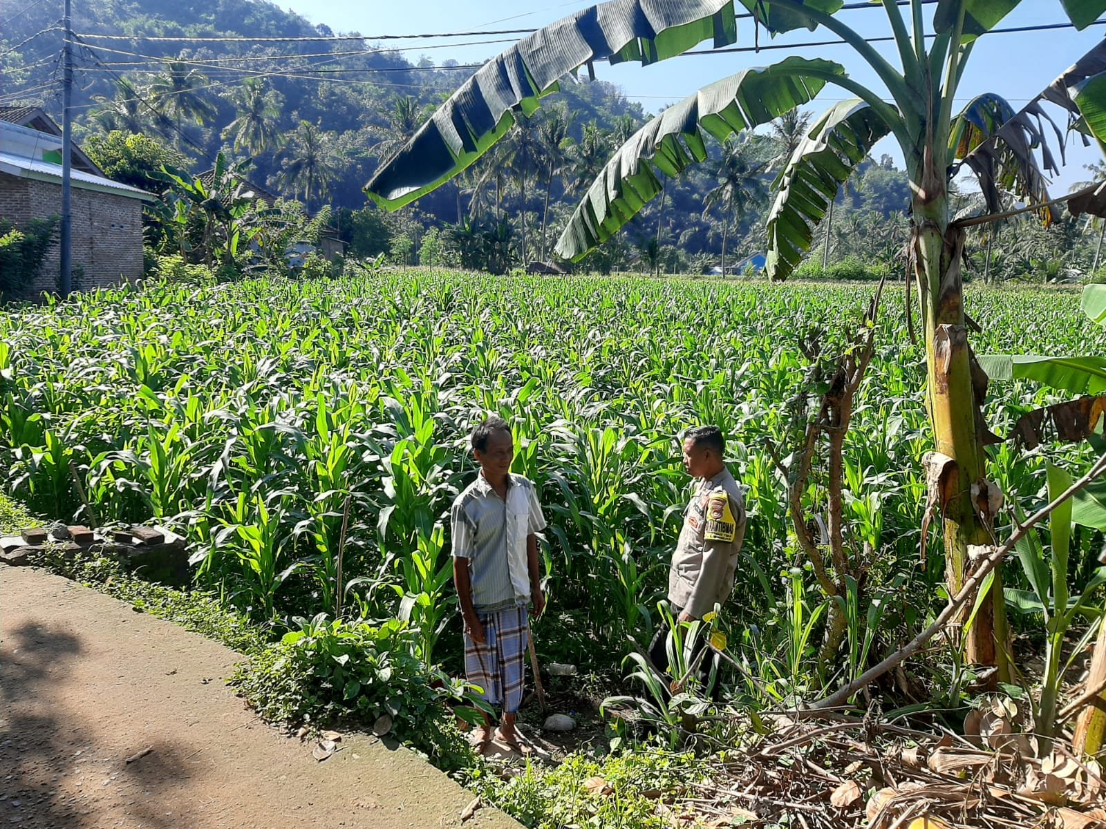 Polisi Sambangi Petani Jagung di Sekotong Timur, Dukung Ketahanan Pangan