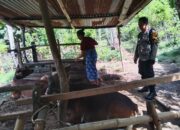 Pemanfaatan Pekarangan, Polri Dukung Ketahanan Pangan Lombok Barat