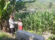 Bripka Saepul Dampingi Petani Jagung di Lembar, NTB