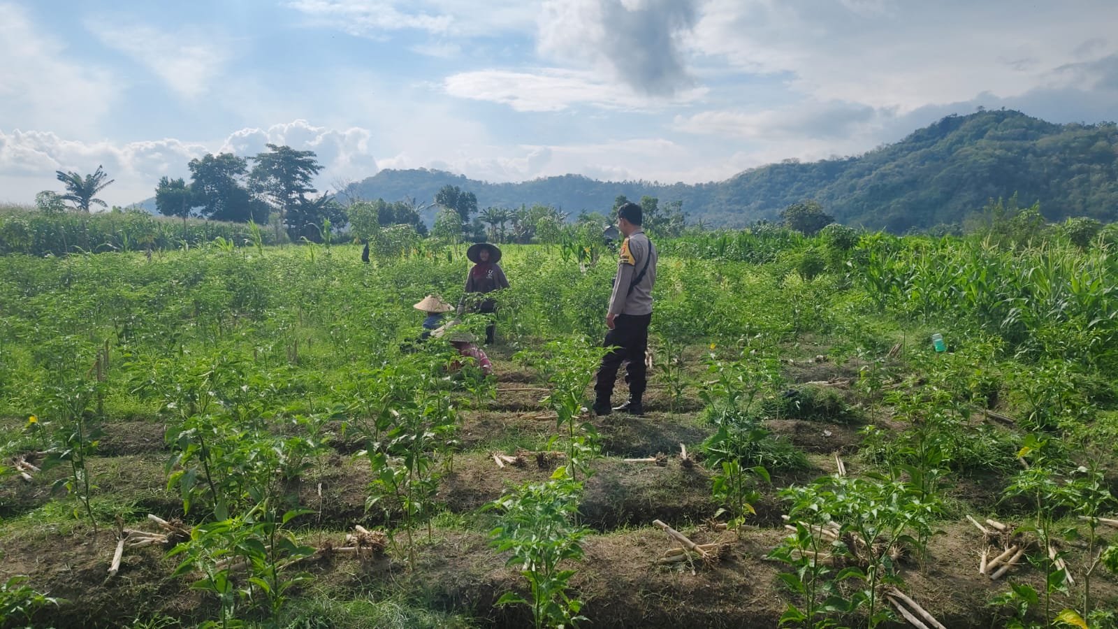 Sinergi Polisi dan Petani Dorong Ketahanan Pangan di Jembatan Kembar Timur