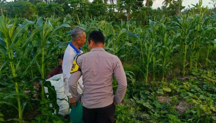 Peran Aktif Bhabinkamtibmas dalam Pertanian Lombok Barat