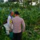 Sinergi Polisi dan Petani Wujudkan Ketahanan Pangan di Kuripan Utara