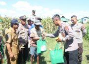 Presiden RI, Pimpin Panen Raya Jagung Kuartal II Serentak Secara Virtual, Kapolres Bima dan Forkompinda Kabupaten Bima Panen Jagung di Desa Rato