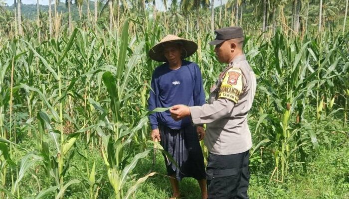 Pekarangan Bergizi di Sekotong: Inisiatif Polri Dorong Produksi Pangan
