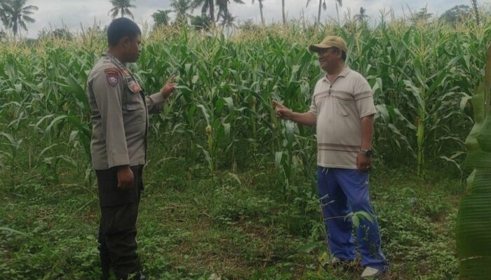 Pemanfaatan Pekarangan dan Jagung Siap Panen, Banyumulek Jadi Contoh Ketahanan Pangan NTB