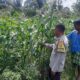 Bhabinkamtibmas Montong Are Dorong Ketahanan Pangan Melalui Pendataan Petani Jagung
