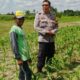Bhabinkamtibmas Telagawaru Dorong Ketahanan Pangan Warga Paok Kambut