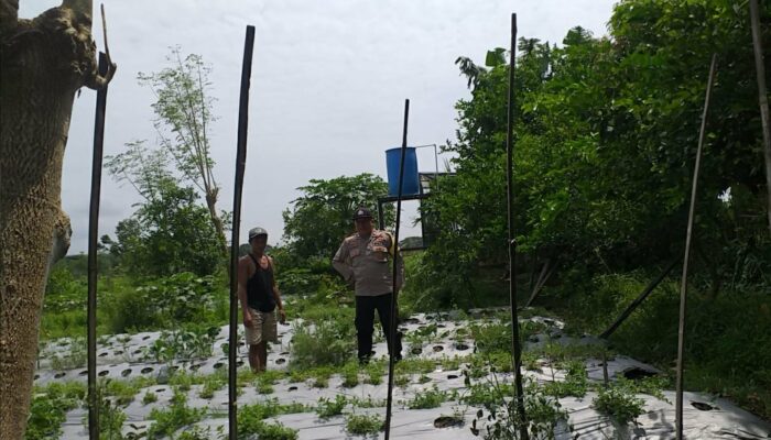 Ketahanan Pangan Jadi Prioritas: Kolaborasi Polisi dan Petani di Kecamatan Kuripan