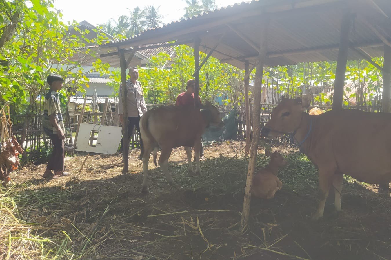 Bhabinkamtibmas Batu Putih Bina Warga Kembangkan Sapi Ternak