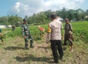 Kolaborasi TNI-Polri dan Petani Taman Ayu Wujudkan Desa Tangguh Pangan