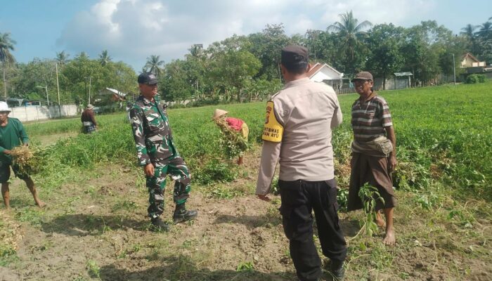 Kolaborasi TNI-Polri dan Petani Taman Ayu Wujudkan Desa Tangguh Pangan