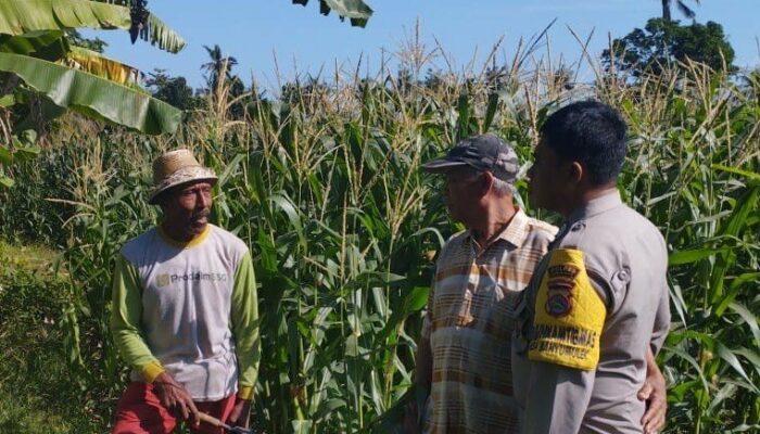 Jagung Jadi Andalan Banyumulek untuk Stabilkan Pangan Lokal