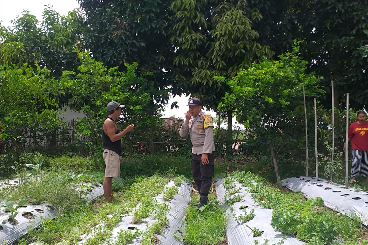 Bhabinkamtibmas Batulayar Dampingi Warga Panen Cabai, Dorong Pangan Mandiri dari Pekarangan