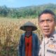 Bhabinkamtibmas Eyat Mayang Dukung Petani Jagung di Lembar untuk Ketahanan Pangan