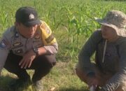 Bhabinkamtibmas Karang Bongkot Motivasi Petani Jagung Manis Eksotik Lombok Barat