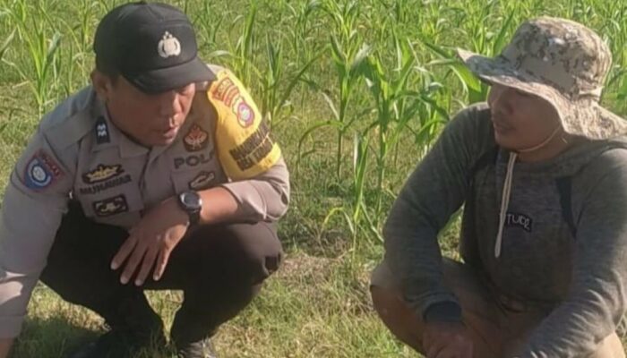 Bhabinkamtibmas Karang Bongkot Motivasi Petani Jagung Manis Eksotik Lombok Barat