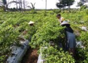 Petani Dusun Pelulan Dapat Pendampingan Polsek Kuripan saat Panen Cabai