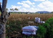 Bhabinkamtibmas Tempos Dampingi Petani Saat Panen, Tegaskan Komitmen Dukung Ekonomi Desa