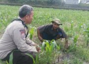 Dari Batulayar, Langkah Nyata Dukung Swasembada Pangan Dimulai dari Pekarangan