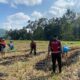 Polres Lombok Barat Dampingi Petani Jagung Desa Kebon Ayu untuk Ketahanan Pangan