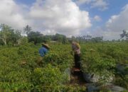 Panen Cabai di Kuripan: Wujud Nyata Kolaborasi Polri dan Petani