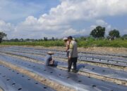 Sinergi Polsek Kediri dan Masyarakat Montong Are Perkuat Pangan Lokal