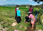 Polisi Hadir di Ladang Jagung Kuripan untuk Swasembada Pangan