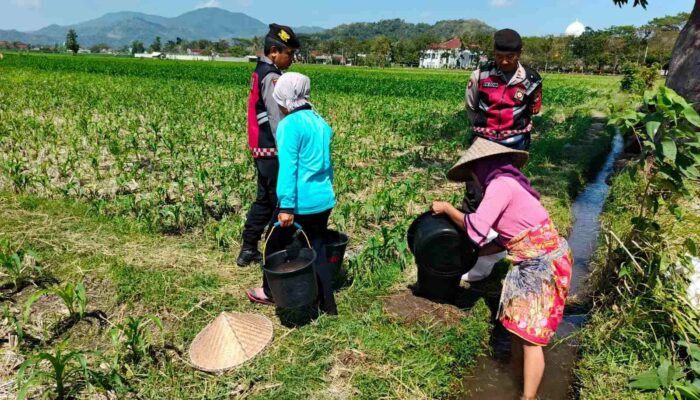 Polisi Hadir di Ladang Jagung Kuripan untuk Swasembada Pangan