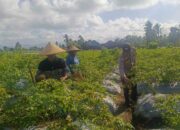 Kolaborasi Polisi dan Warga Kuripan Wujudkan Kemandirian Pangan Keluarga